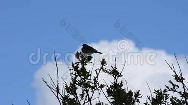 蓝色天空<strong>背景</strong>下，夏日大自然中的小灰鸟在树上<strong>歌唱</strong>